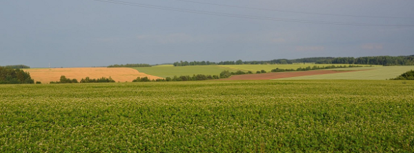 Baigėsi pasėlių deklaravimas